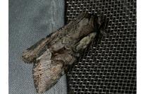 Lacanobia w-latinum