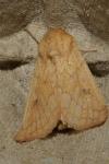 Mythimna vitellina