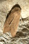 Mythimna sicula