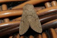 Orthosia cerasi