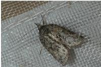 Nycteola siculana/revayana