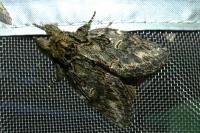 Peridea anceps