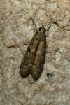 Ephestia