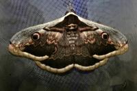Saturnia pyri