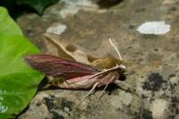 Hyles euphorbiae