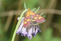Pyrausta purpuralis
