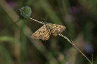 Ematurga atomaria