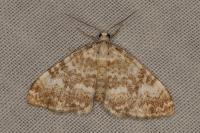 Perizoma flavofasciata