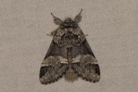 Drymonia dodonaea