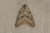 Nola cicatricalis