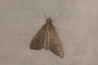 Mecyna asinalis
