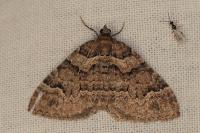 Catarhoe basochesiata