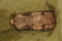 Agrotis puta