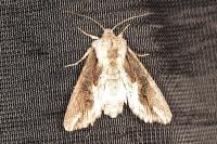 Egira conspicillaris