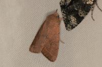 Orthosia cerasi