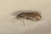 Acrobasis