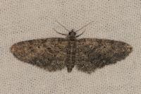 Eupithecia cocciferata