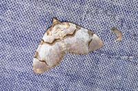 Anticlea derivata