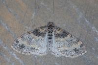 Lobophora halterata