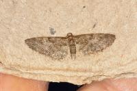 Eupithecia abbreviata