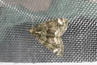 Chloroclysta siterata
