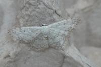 Scopula marginepunctata