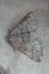 Aleucis distinctata