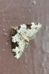 Xanthorhoe fluctuata