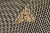 Thera cupressata