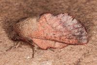 Phyllodesma suberifolia
