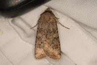Euxoa conspicua