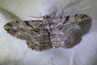 Peribatodes rhomboidaria rhomboidaria