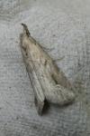 Schrankia costaestrigalis
