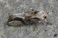 Egira conspicillaris