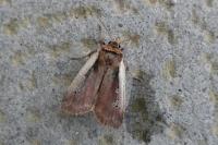 Ochropleura plecta