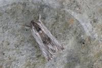 Calophasia platyptera