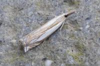 Crambus pascuella