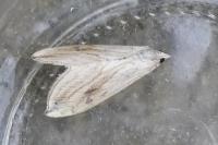 Evergestis forficalis