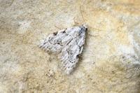 Nola confusalis