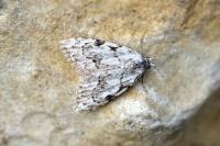 Nola confusalis