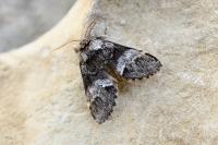 Drymonia dodonaea