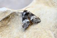 Drymonia dodonaea