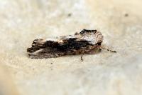 Egira conspicillaris