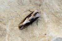 Egira conspicillaris