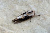 Egira conspicillaris