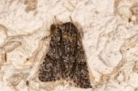 Acronicta auricoma