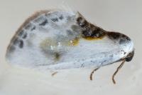 Cilix glaucata