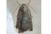 Caradrina flavirena/noctivaga