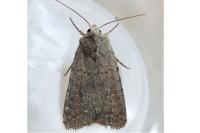 Caradrina flavirena/noctivaga