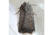 Caradrina flavirena/noctivaga